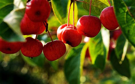 Wallpaper Food Nature Red Branch Fruit Apples Blossom