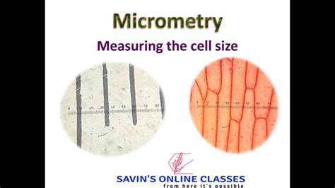 Micrometery Measuring The Cell Size By Ocular Micrometer And Stage