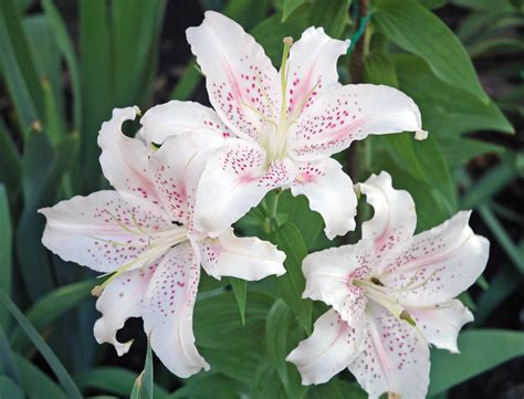 Lilium Sp True Lilies 3 Plants Are Multicellular Photo Flickr