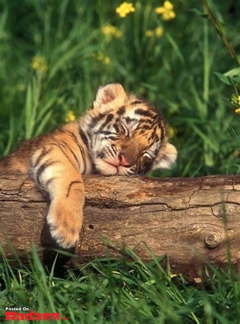 Find The Beautiful Funny Animal Pictures Tiger Baby Hilarious Pets