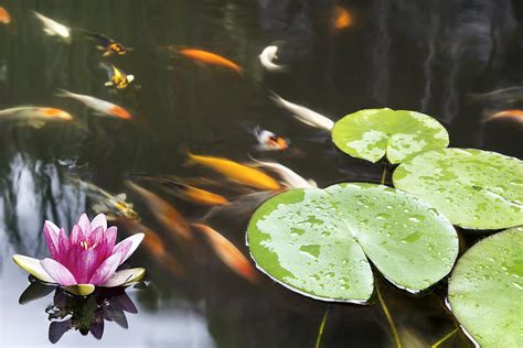 Lily Pad Pink Flower In Koi Pond Photograph By Jit Lim Pixels