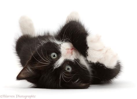 Black And White Kitten Lying On His Back And Looking Cute Photo Wp42373