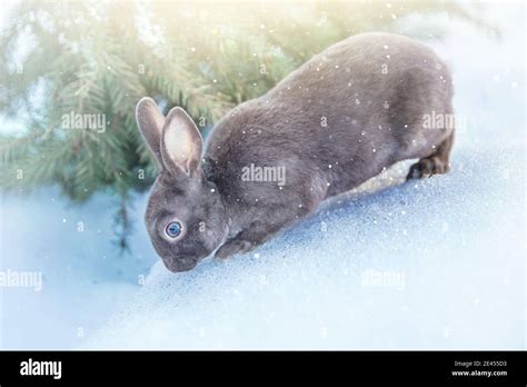 Grey Fluffy Rabbit In The Snow Sunny Winter Day Stock Photo Alamy