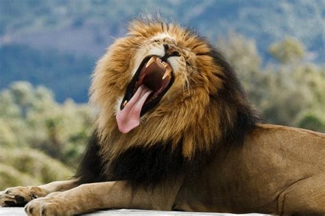 Yawning Lion Yawning Pinterest
