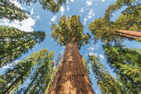 Grootste bomen op aarde – Bekijk hier de lijst | wibnet.nl