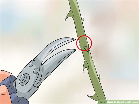 How To Deadhead Roses 5 Steps With Pictures Wikihow