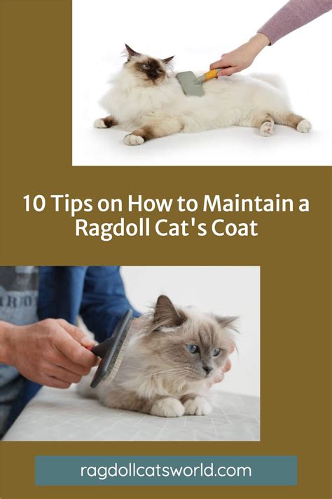 10 Tips On How To Maintain A Ragdoll Cats Coat Ragdoll Cat Cats
