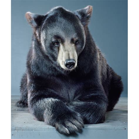 Bear Portraits By Jill Greenberg Telegraph