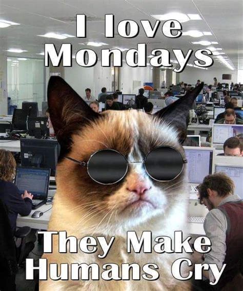 Grumpy Cat Hates Mondays Funny Grumpy Cat Memes Funny Cat Memes