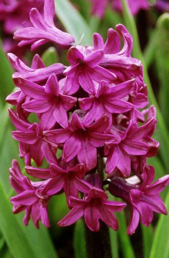 Dutch Hyacinth Purple Dream Hyacinthus Orientalis