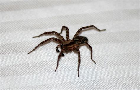 Maybe you would like to learn more about one of these? 3 ways to keep spiders away from your home