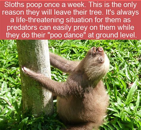 Sloths In 2020 Fun Facts Wtf Fun Facts Daily Fun Facts