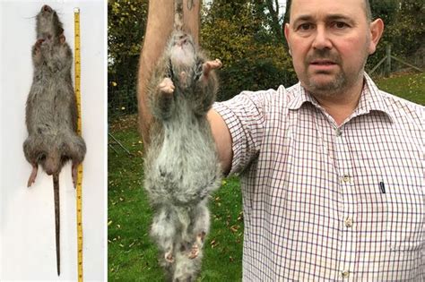 Pest Controller Claims Hes Killed Britains Biggest Ever Rat