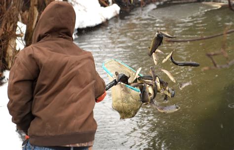 Others will limit the open season for. Coronavirus: April 1 trout fishing season opener still a ...