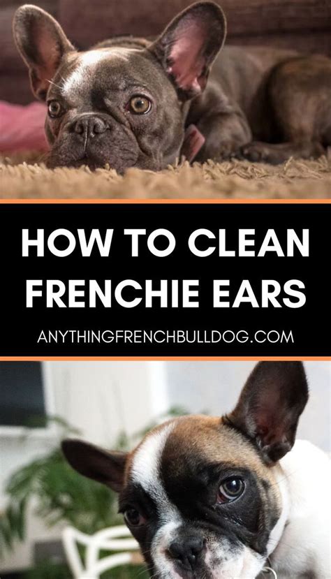 Woodland frenchies 5.910 views3 months ago. French Bulldog Ownership Basics: How to clean Frenchie ...