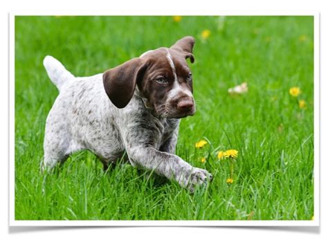 German Shorthaired Pointer Puppy Wallpapers - Wallpaper Cave