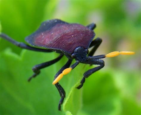 South African Photographs Stink Bug Coridius Nubilis