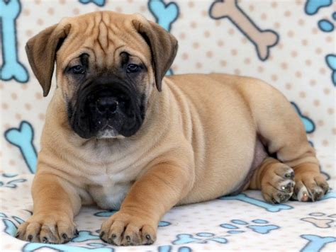 The evolution of the boerboel was a result of geographic isolation, a harsh environment, and virtually no breeder interference, which resulted in a. Boerboel - South African Puppies For Sale | Puppy Adoption ...