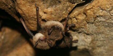 Willards pest control has been declared an essential business by department of homeland security and the state of pest control of seattle and surrounding areas offered by willard's pest control including bellevue, issaquah, kirkland. Bat Pest Control | Managing Bats As Part Of Our Ecosystem ...