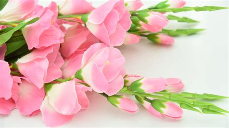 Wow 30 Gambar Bunga Pink Wallpaper Galeri Bunga Hd