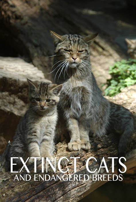 extinct cats  guide   cats  history left