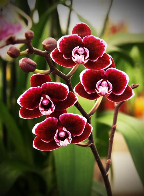 Nosealviewing “ October 2013 Miniature Red Phalaenopsis Orchid