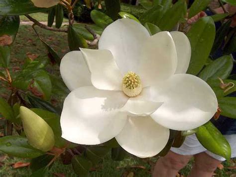 Magnolia Grandiflora Victoria