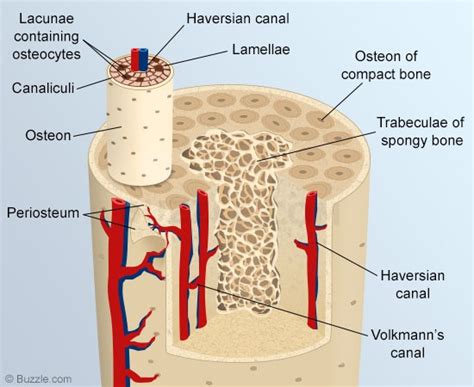 Cross section of compact bone. A List of All the Flat Bones in the Human Body With ...