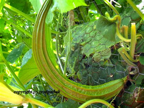Climbing plants are vines and best suited. Taste of Nepal: Luffa Gourd - Gheeraula (घीरौला, पाटे घीरौला)