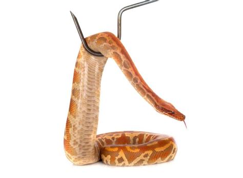 Blood Python Care Temperament Handling And Breeding Az Reptiles