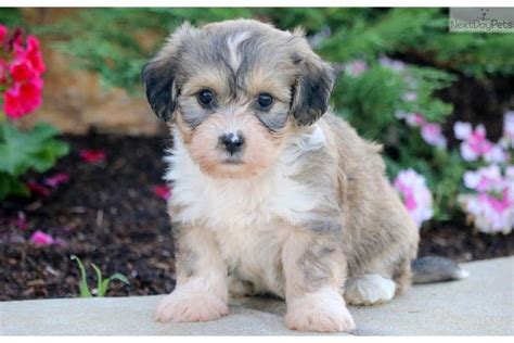 They adore spending time with people and are as cheerful and content as can. Geoffrey - Havanese Male | Brown, White Male Havanese For ...