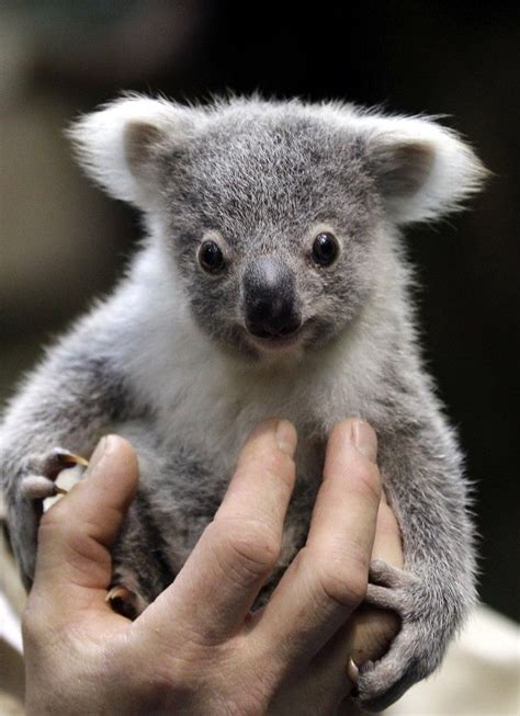 A Baby Koala Bear Baby Koala Cute Animals Koala Bear