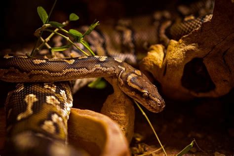 Burmese Python Care Sheet For Python Bivittatus As Pets