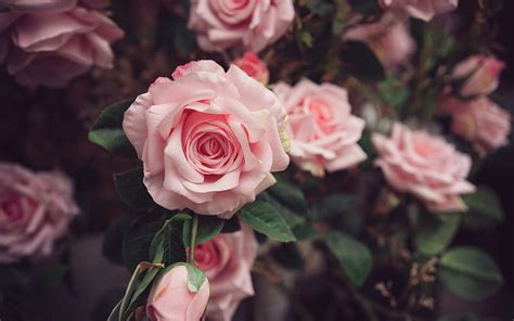Pink Roses Flowers Wallpaper 1920×1080 Best Flower Site