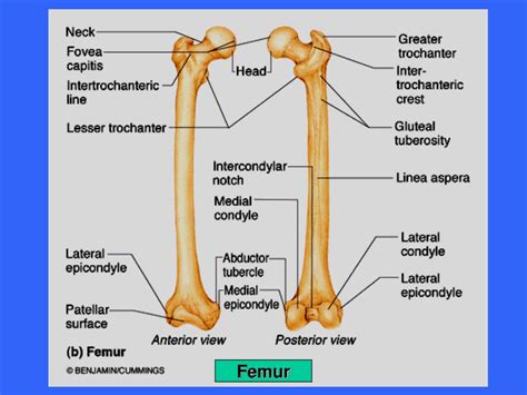 Ppt Appendicular Skeleton Powerpoint Presentation Free Download Id