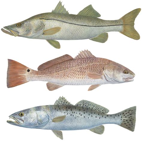 3 Separate Decals Trout Redfish Snook Mini Stickers For Cups