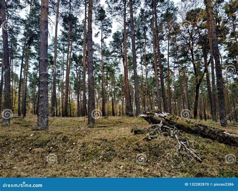 Scots Pine In Forest With Grass And Tree Trunk Stock Photo Image Of
