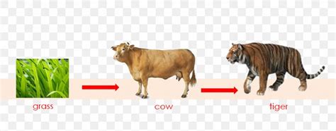 Cattle Tiger Food Chain Food Web Png 1502x593px Cattle Animal