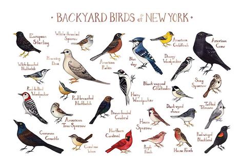 Backyard Birds Of New York House Backyards
