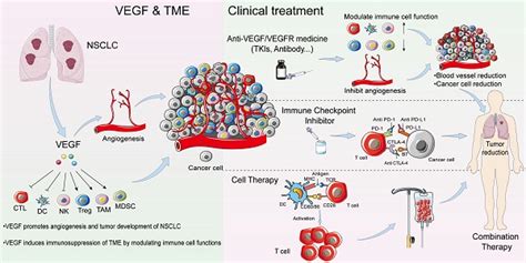 Vegf Vegfr Targeted Therapy And Immunotherapy In Non Small Cell Lung