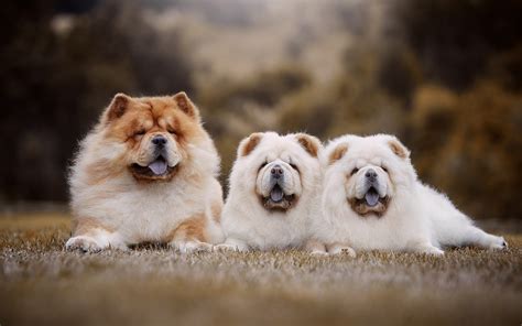 To us, raising chows is a hobby, not a business. Download wallpapers chow-chow, family, little fluffy ...