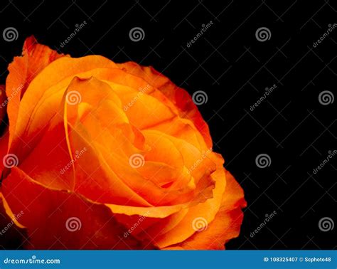 Beautiful Dark Orange Rose Stock Image Image Of Fresh 108325407