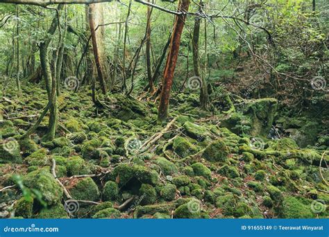 Green Moss Tree Forest Nature National Park Landscape Stock Image