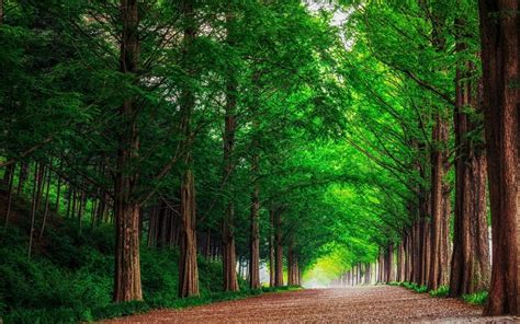 1920x1200 Resolution Forest Road Trees 1200p Wallpaper Wallpapers Den