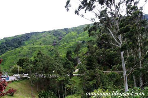 To the north, its boundary touches that of kelantan; Keindahan flora di Cameron Highland - anajingga