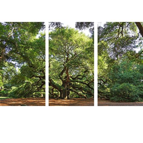 Angel Oak Triptych Shipping Included — Trotter Arts Photographs