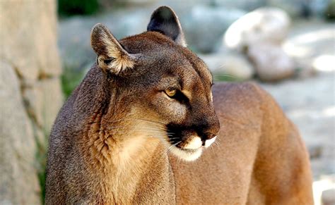 The lion is a magnificent animal which was hunted to near extinction and is now making a comeback. Le puma ou lion des montagnes, carnivore d'Amérique