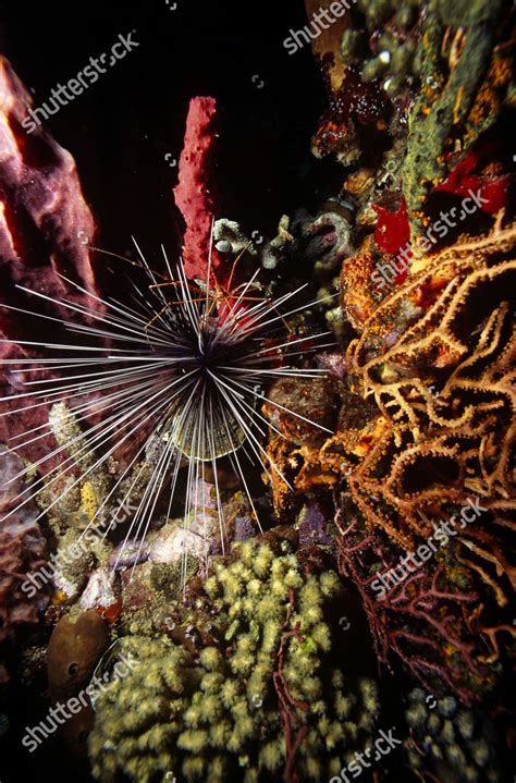 Long Spined Sea Urchin Diadema Antillarum Editorial Stock Photo Stock