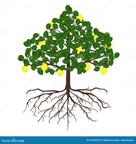 Lemon Tree With Roots Stock Vector Illustration Of Environment