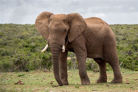 Elefante La Vida Silvestre · Foto Gratis En Pixabay